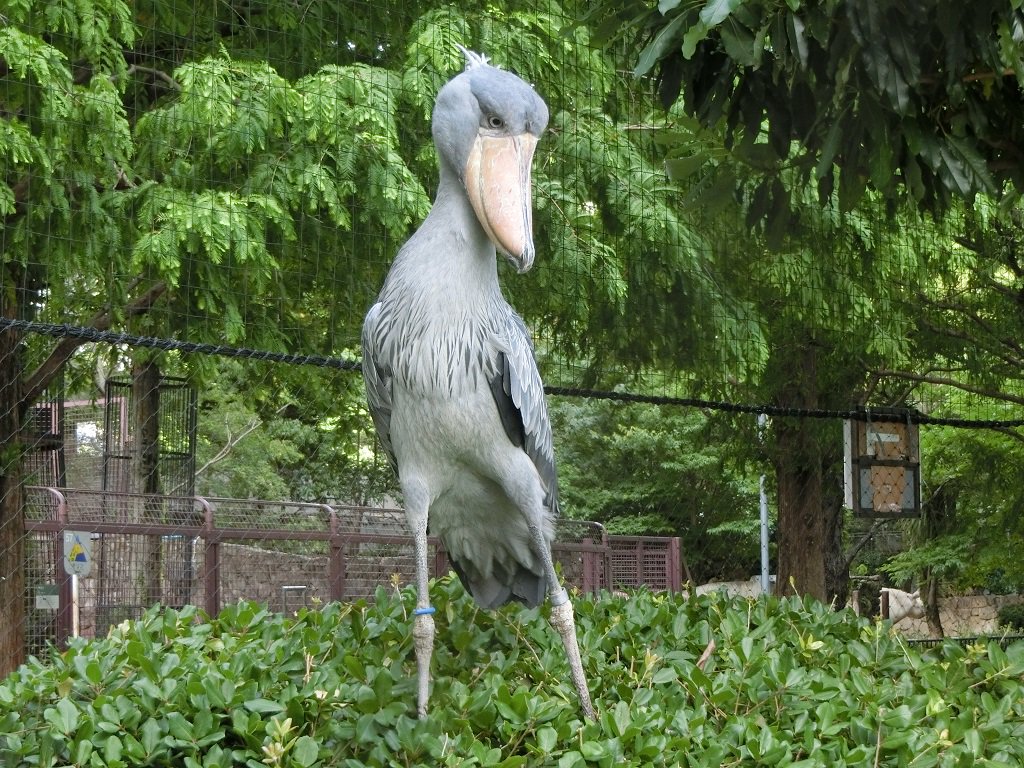 上野動物園 公式 おはようございます モデル立ちしたハシビロコウが ビシっと開園をお知らせします 上野動物園 ハシビロコウ T Co Z0qqeuyhwz Twitter