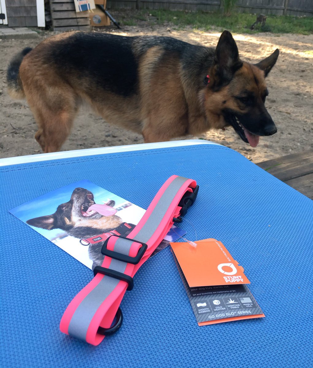 jenskiba's tweet photo. Treat yo pup on #nationaldogday - BIBRAVE917 will save you 20% off @stuntpuppy! We ❤️ go dog glo! #stuntpuppy #drycollar #bibchat https://t.co/BCLqlBNDmX