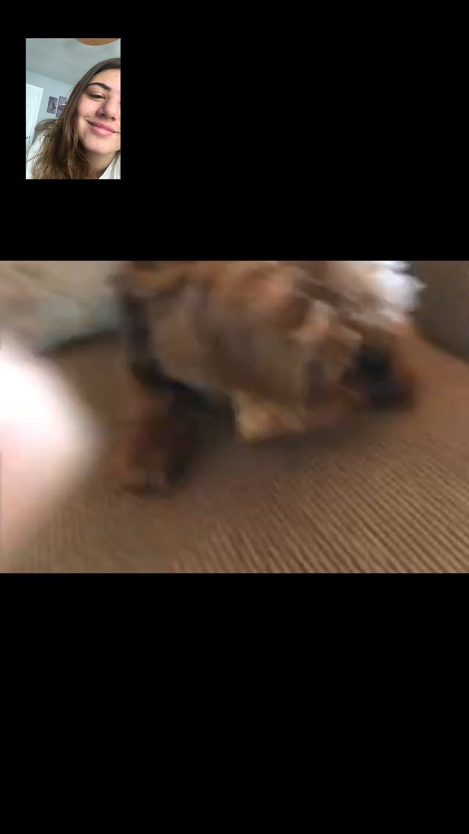 dfilipovic_xo's tweet photo. I'm at that point where I miss sophie and her family so much that I FaceTime her to talk to her dog #jeter #jeebee https://t.co/mVpXwlDzAj
