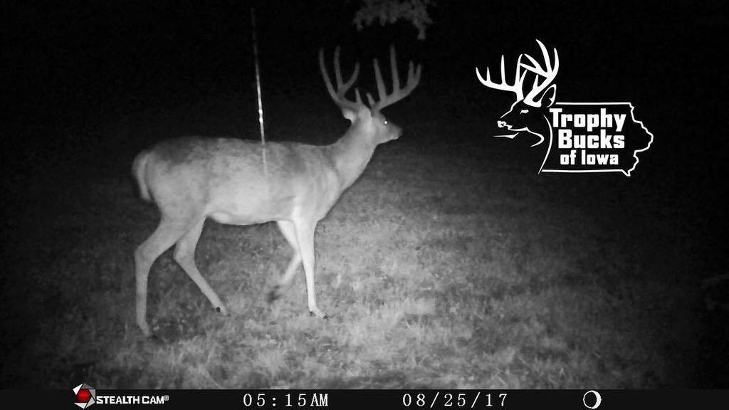 iowatrophybucks's tweet photo. Hey there little fellow. #trophybucksofiowa #shareyourtrophy #iowa #stealthcam #windpro #antlerking #iowa https://t.co/SwAJ75RZmV https://t.co/qpjVJxno2a