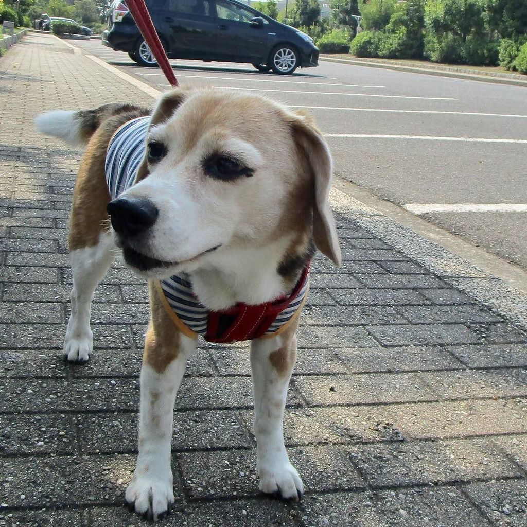 beagle_peach's tweet photo. 休憩中 #ピーチ #ビーグル #ビーグル犬 #peach #beagle #beagles #dog #dogs #beaglesofinstagram #beaglestagram #beaglelife #beagleman… https://t.co/CPOcdpsZBR https://t.co/uheP75Yu6u