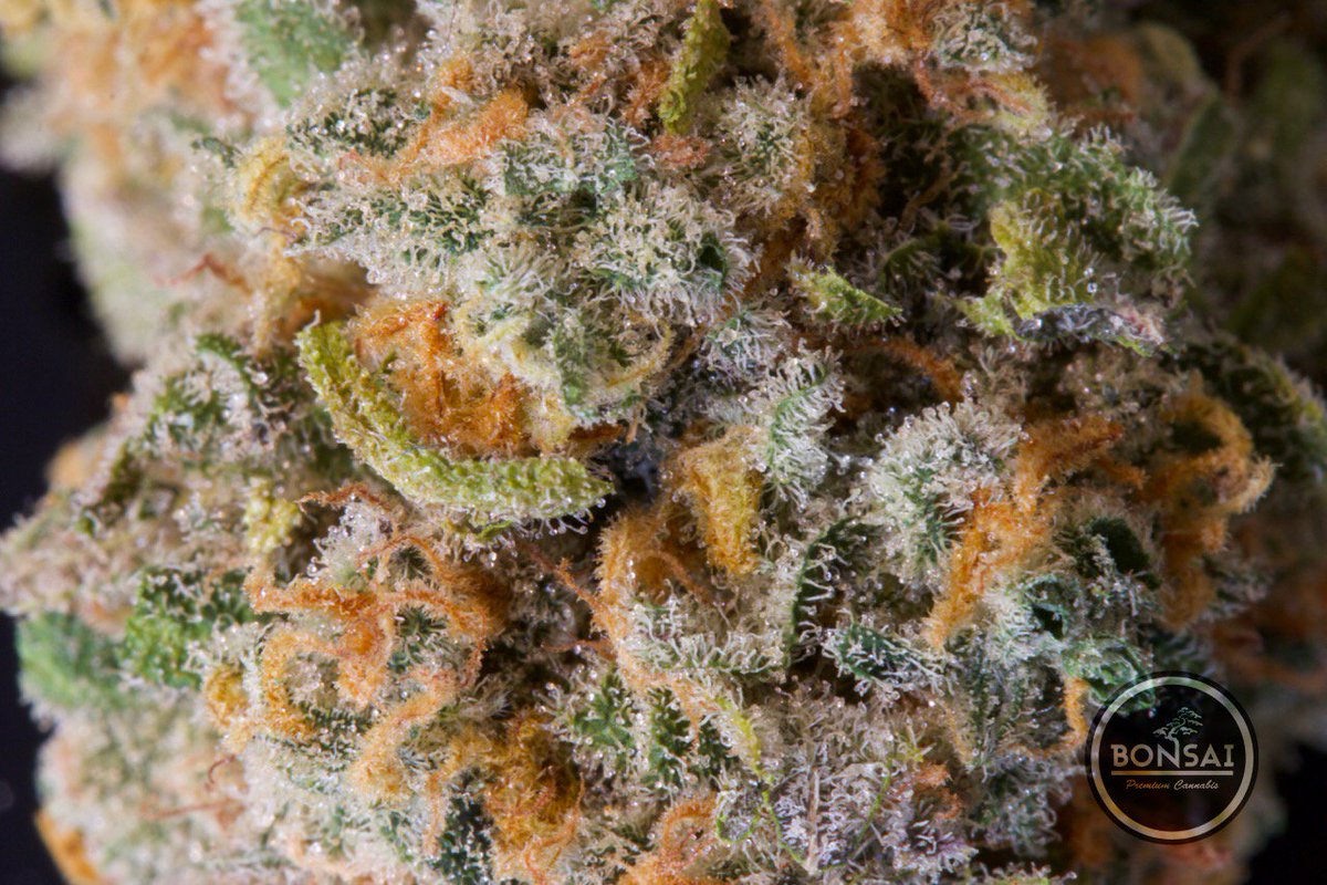 Latest harvest of #SeattleBlue 💙🔥🔥🚀