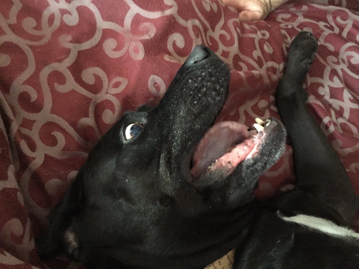 TheLanther's tweet photo. Happy National Dog Day!!! Bark it from the rooftops!!! #NationalDogDay https://t.co/iv9VS4w6kT