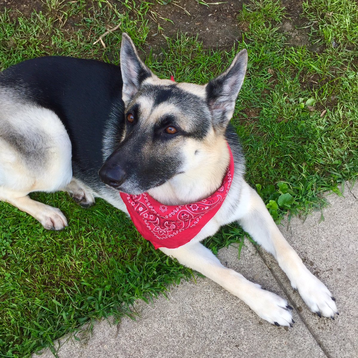 TheLanther's tweet photo. McKenzie-girl wants to give a bark out - too! Happy National Dog Day!!! #NationalDogDay https://t.co/eg3CwbKcYg