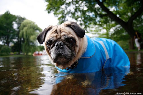 HonShawnThierry's tweet photo. DO NOT leave pets behind! If it's dangerous for you, it is for them, too!
#Harvey #NoPetLeftBehind #ThisMessage #BroughtTo #ByRepThierry https://t.co/L3MtDB1zuh