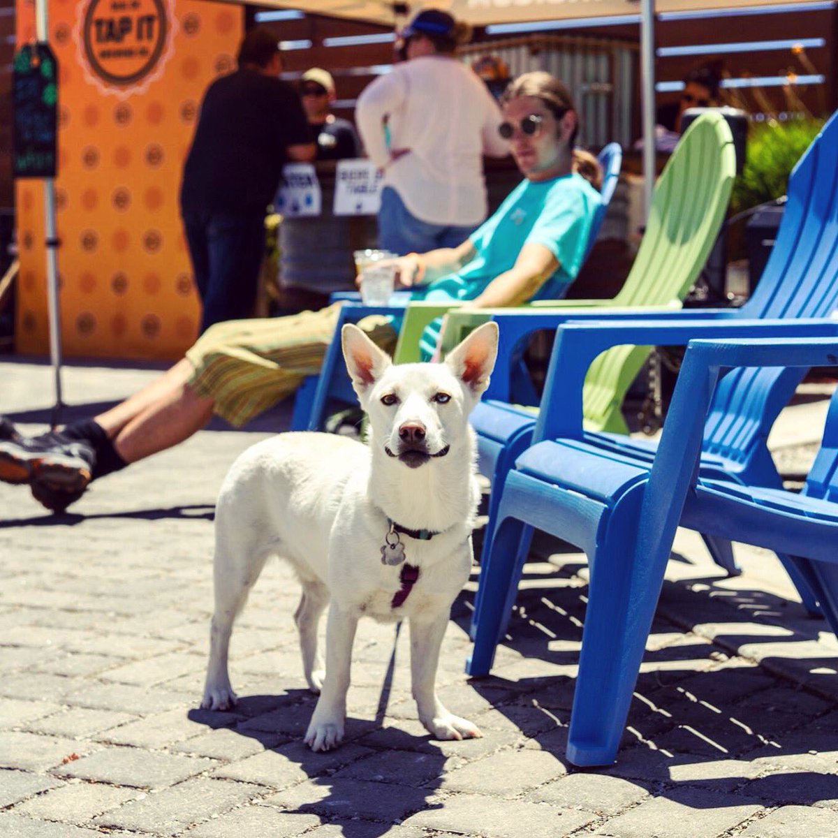 What better way to spend the day than with a best friend &amp; a beer? Cheers to #nationaldogday! #TapintoLife