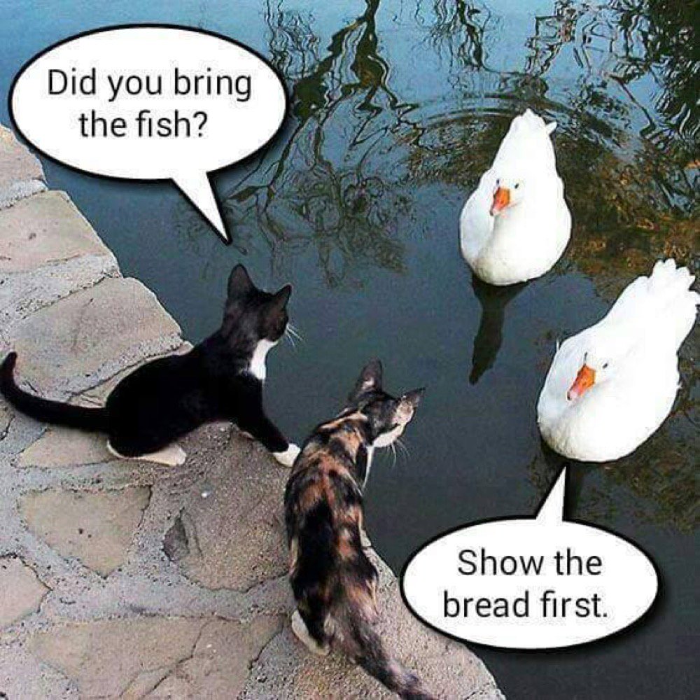 catsnkittys's tweet photo. Hilarious !! 😺 https://t.co/PL5YyLoT5V