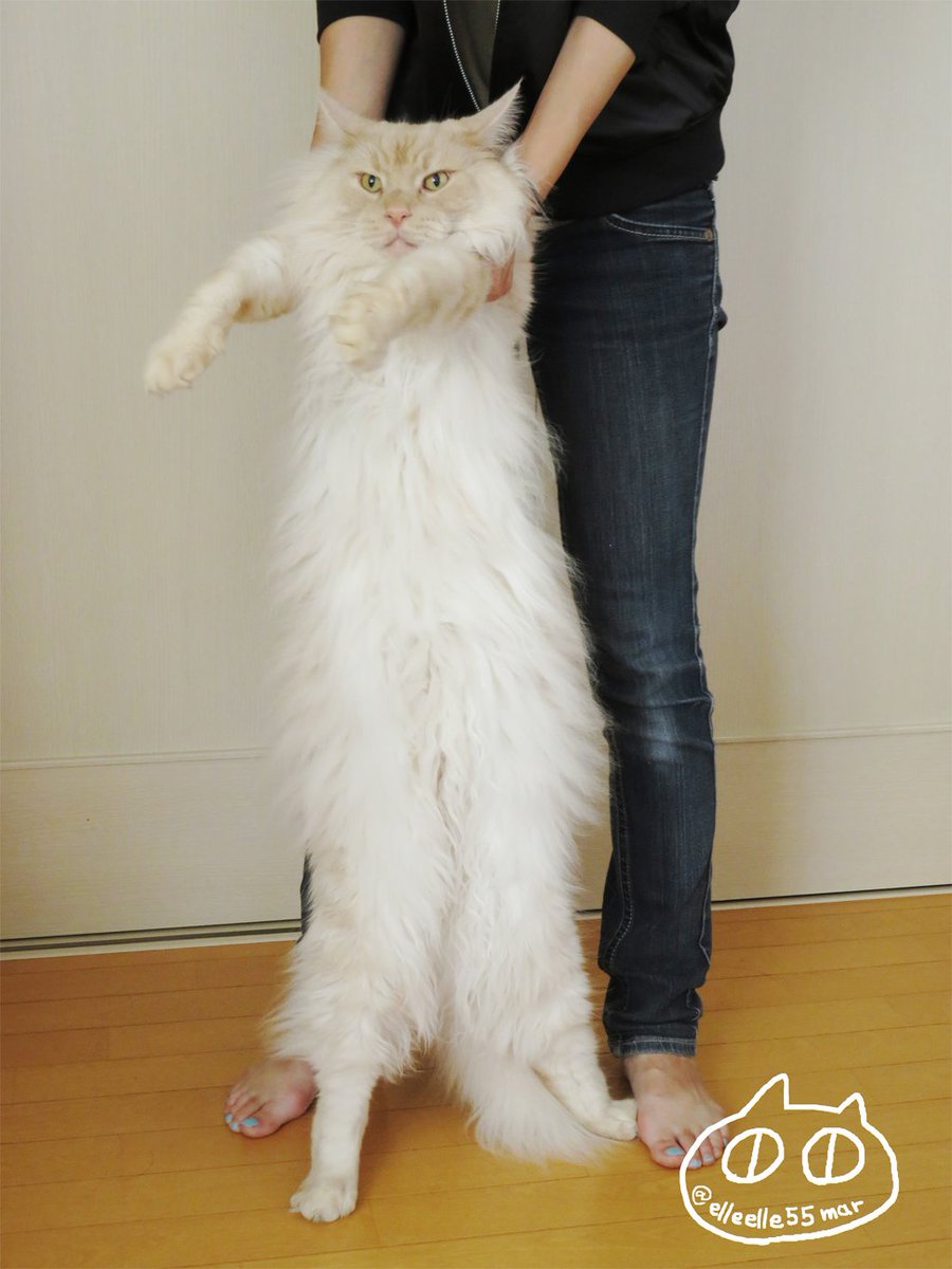 Mar 胴が長い猫というより捕まった宇宙人です本当にｒｙ