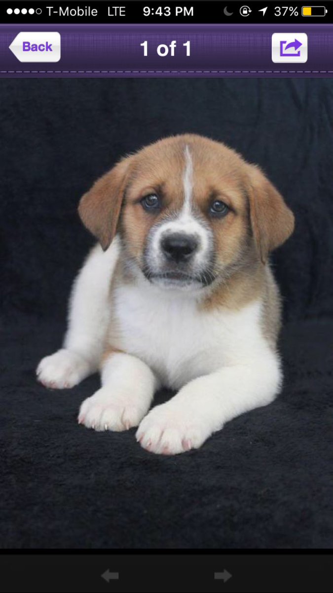 Rt if <a href="/rlopusnak_41/">Rod J Lopusnak</a> and I should get a dog