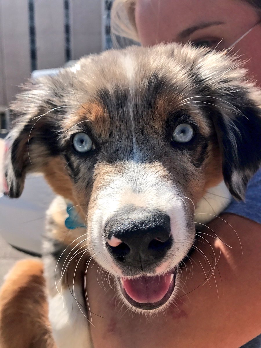 NMill14's tweet photo. Happy Nat'l dog day to the love of my life https://t.co/OpukPhFivd