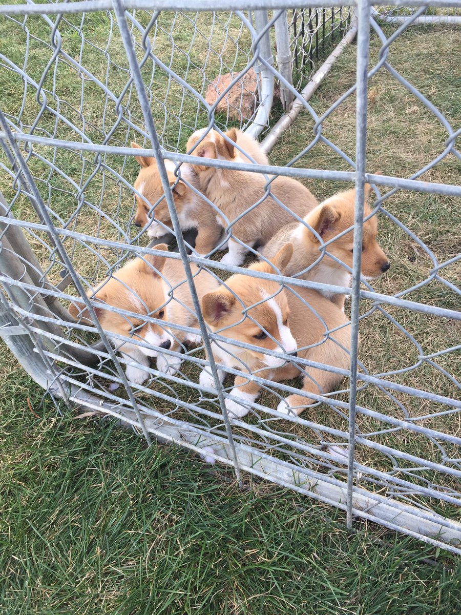 lkajewski's tweet photo. #nationaldogsday #corgioverload https://t.co/1X9WFyhqzj