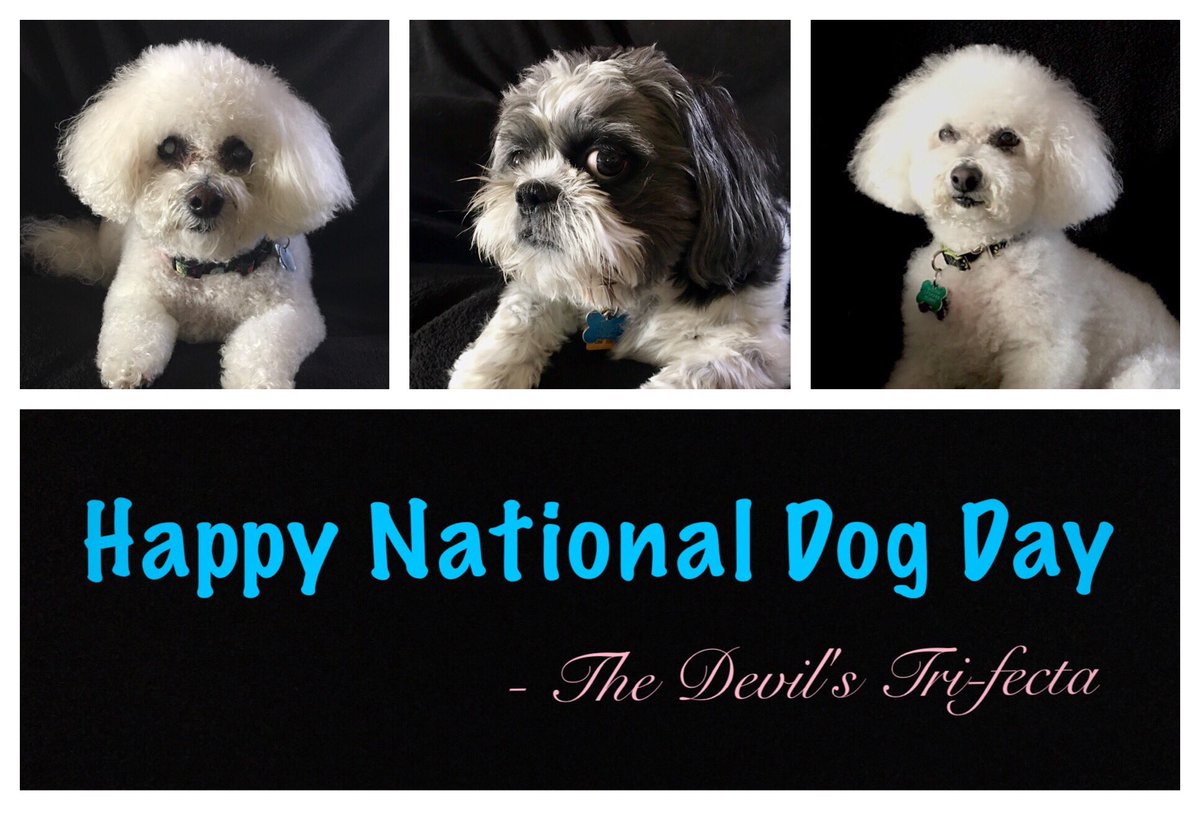 Sandy_Mackey's tweet photo. Happy #NationalDogDay from the #DevilsTriFecta https://t.co/TQZniVqEbZ
