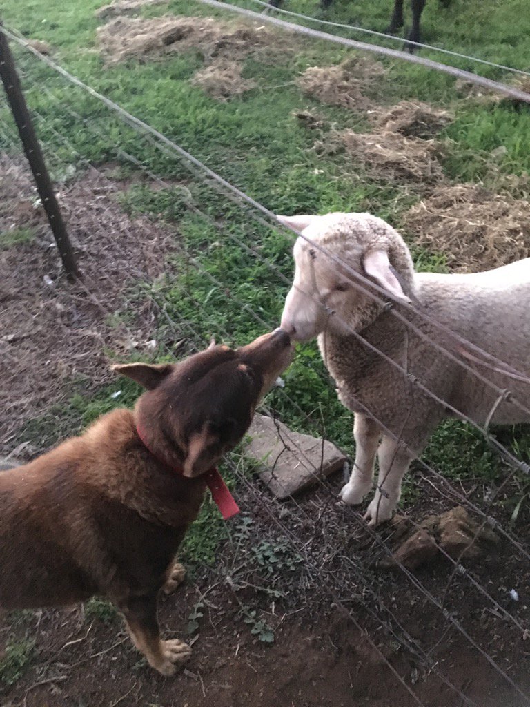 Deb Charlton tweet media