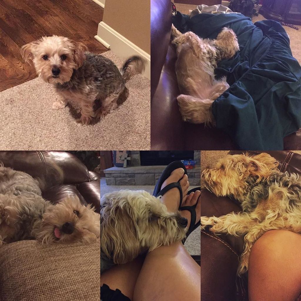queenstress's tweet photo. Happy National Dog Day to this yahoo. You keep our life interesting Murphy. #dangdog #nationaldogday #morkiesofins… https://t.co/i1ucmGa9CA https://t.co/32iCPx4azP