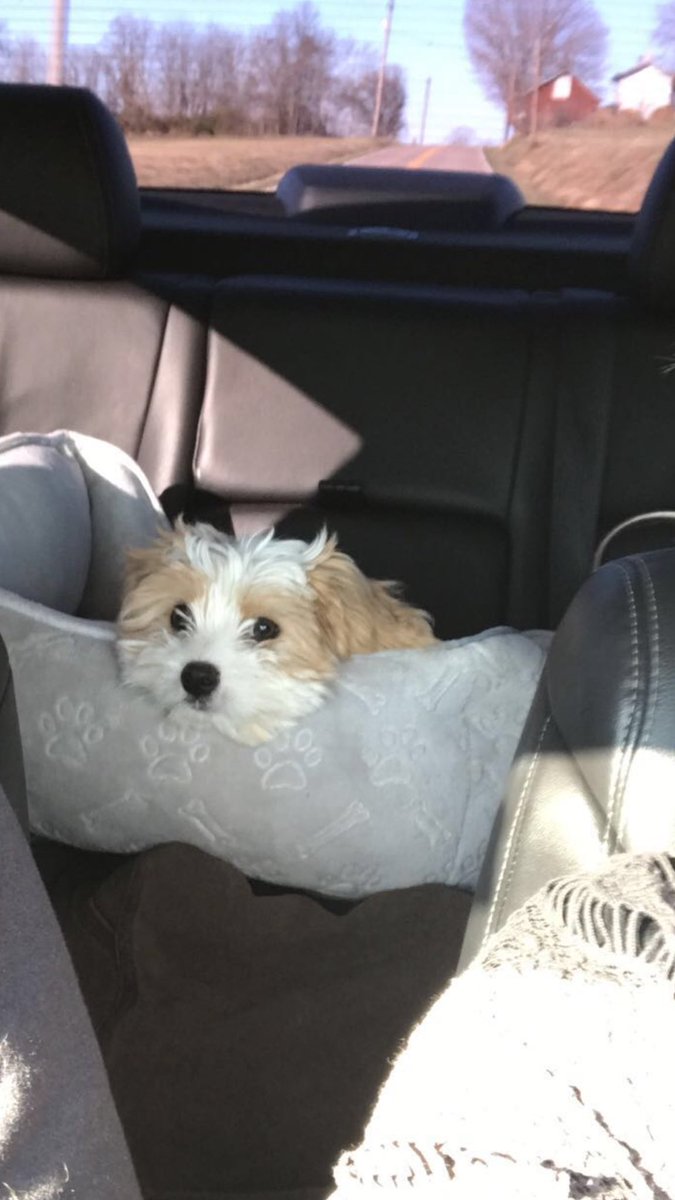 sabra__bailey's tweet photo. My baby boy. ❤️❤️ #mommasboy #JaxLee #NationalDogDay2017 https://t.co/xRg8w8Dnw7