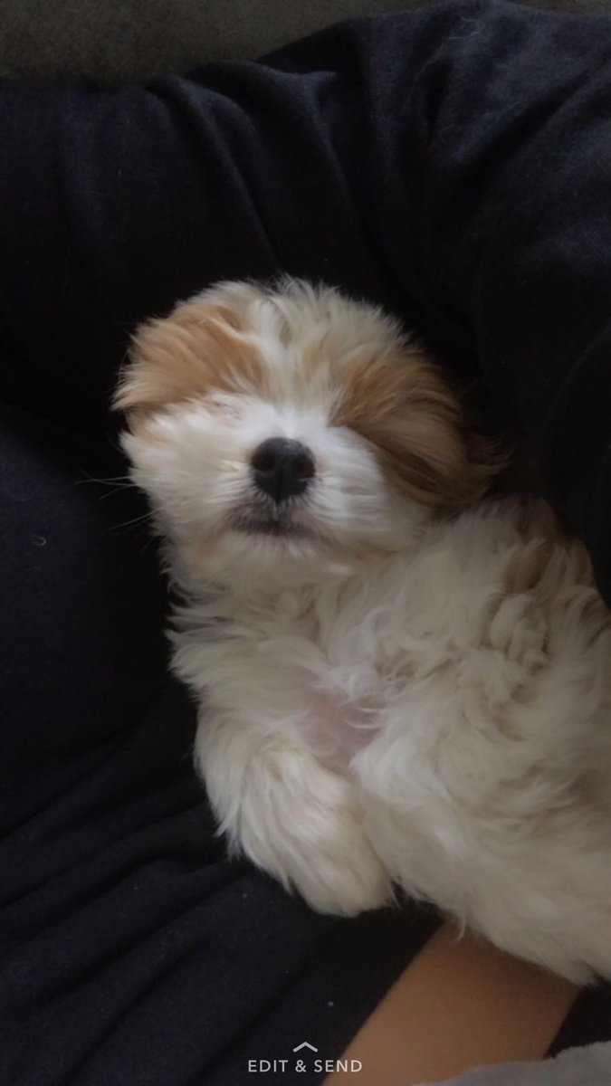 sabra__bailey's tweet photo. My baby boy. ❤️❤️ #mommasboy #JaxLee #NationalDogDay2017 https://t.co/xRg8w8Dnw7