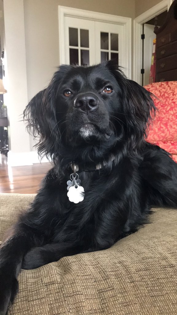 Curliqnc's tweet photo. @dog_rates Our sweet Adder! https://t.co/4iz1AgOkYd
