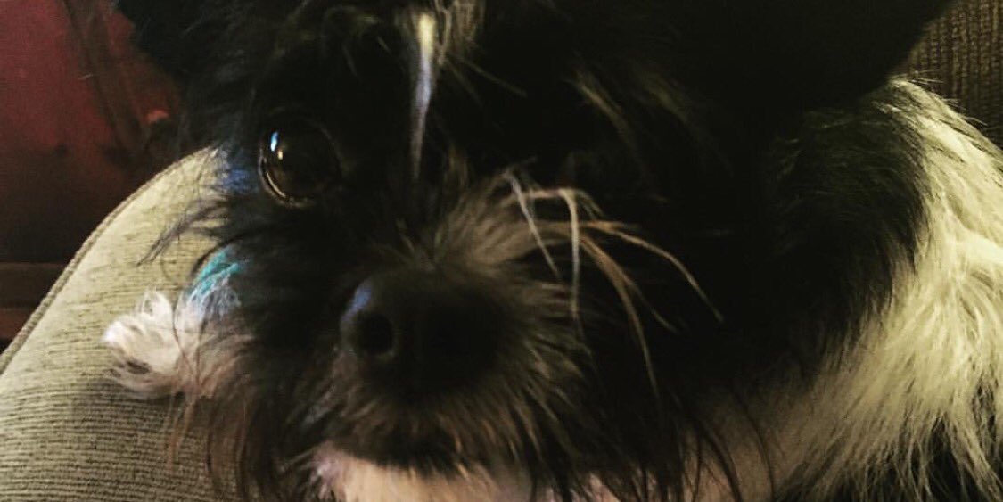 lfontes's tweet image. She thinks every day is #NationalDogDay. 🐶💕