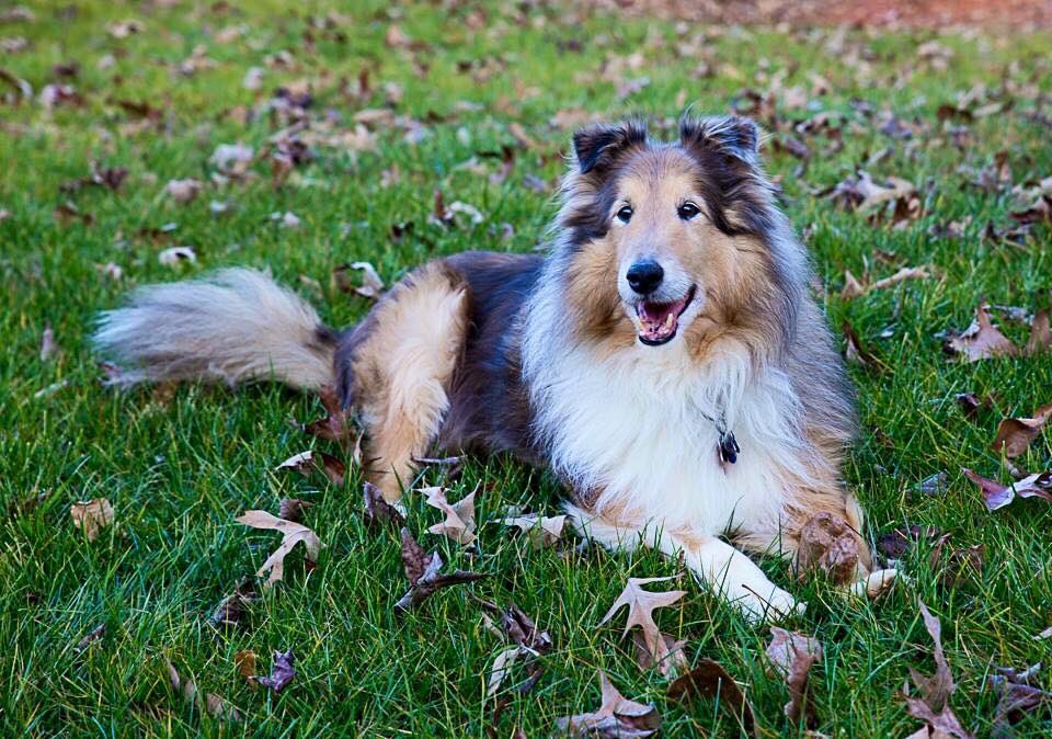 Curliqnc's tweet photo. Miller, Max and Adder. Can't imagine our lives without their pure love and joy over the years. Happy #nationaldogday #rescuedogs https://t.co/lyNoDwao8j