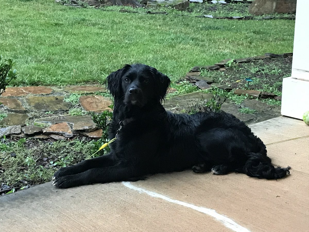Curliqnc's tweet photo. Miller, Max and Adder. Can't imagine our lives without their pure love and joy over the years. Happy #nationaldogday #rescuedogs https://t.co/lyNoDwao8j