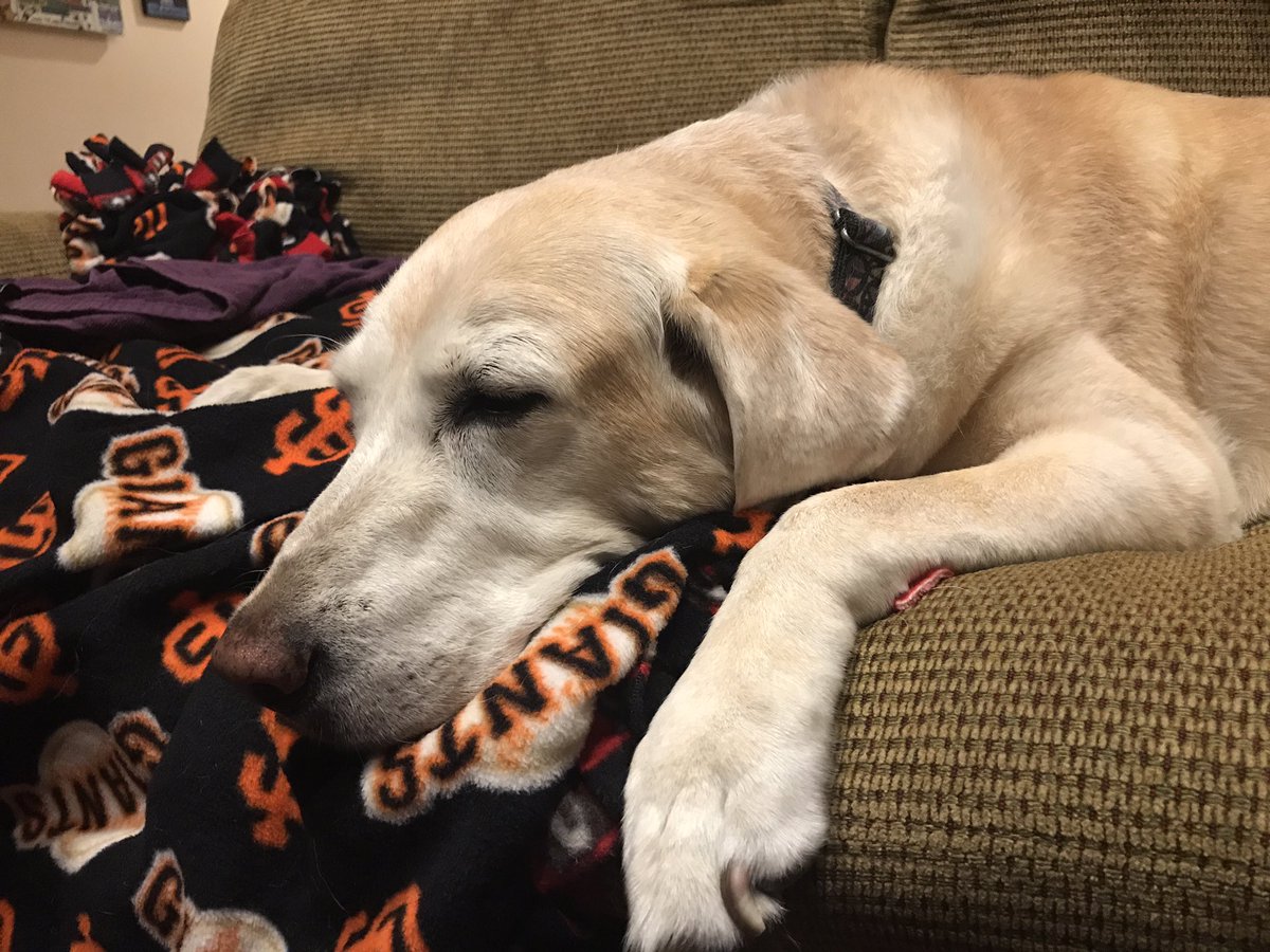 Annie Olander (@olanderaayooh) on Twitter photo Olive is excited for the #MayweatherVsMcGregor fight tonight 👊🏻💪🏻😵 #thishastakenallnight #loveoverviolence Olive is excited for the #MayweatherVsMcGregor fight tonight 👊🏻💪🏻😵 #thishastakenallnight #loveoverviolence