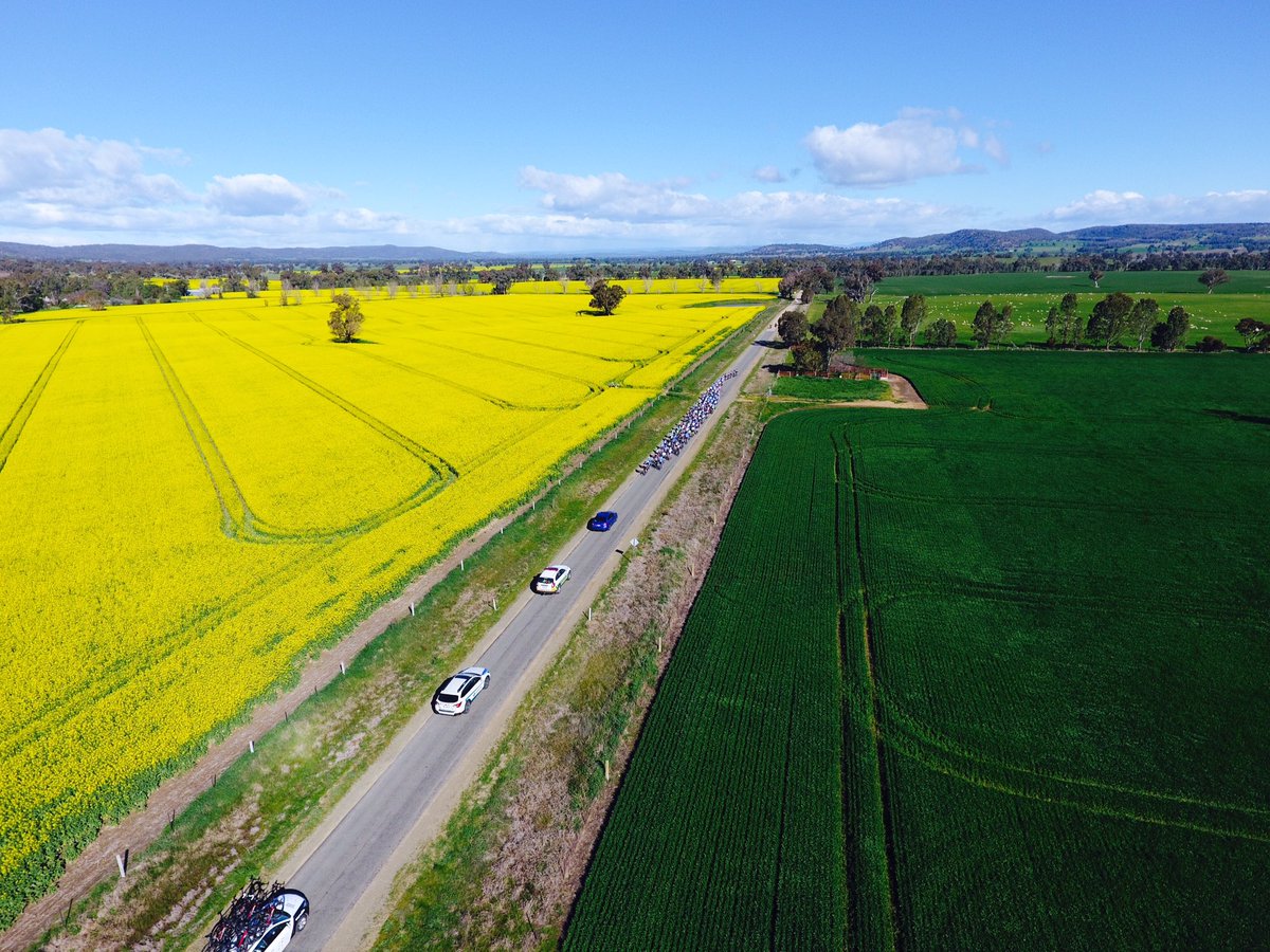 TonyReeckman's tweet image. The bunch battling headwinds with a beautiful backdrop of Canola #tokv17 #Nrs17 @StradeNero @CyclingAus