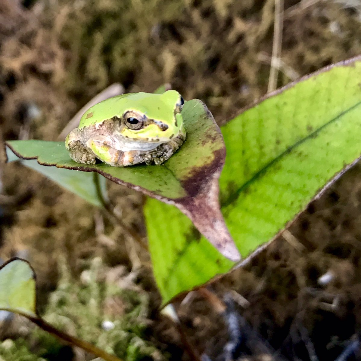 黒大根くん2 0 ビジネスとプログラミングの勉強 今日の雨蛙です 雨蛙 あまがえる アマガエル カエル好き かわいい 雨蛙なうに使っていいよ Iphone越しの私の世界