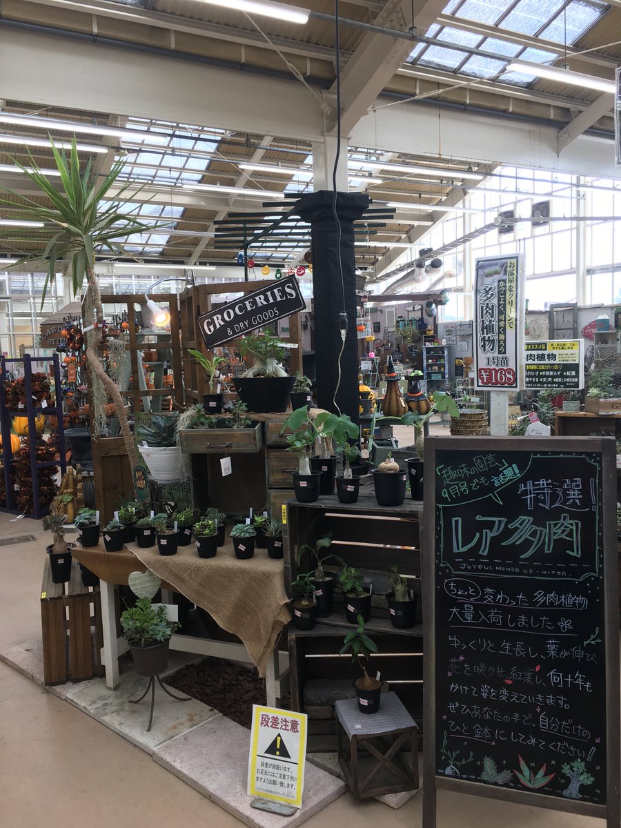 ジョイフル本田 ガーデンセンター ガーデンセンター新田店 今月の趣味の園芸で特集された 塊根植物が大量入荷しております 激レア品種もありますぜよ フフフ