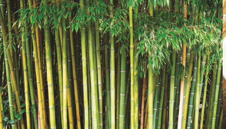 #Bamboo narratives with #IndiaPerspectives
Presenting how it is among the most versatile materials found in India
mymea.in/ce8