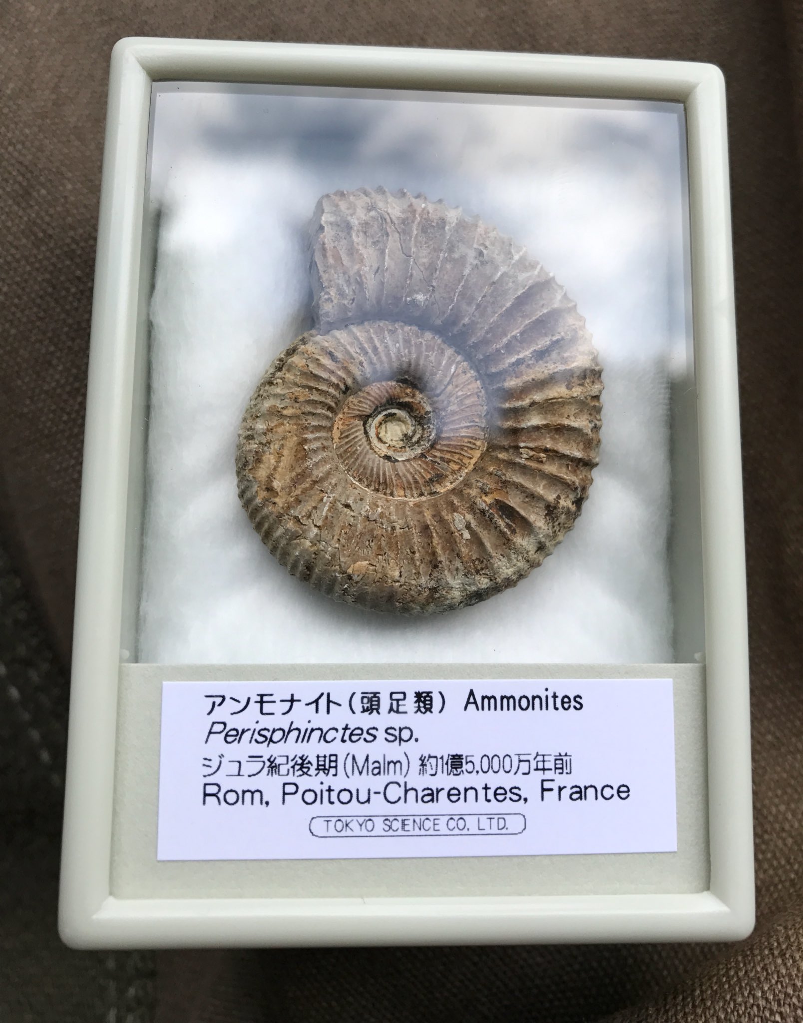 ◇ドイツ・ミュンヘン展示会商品◇化石◇ケース付き◇1個180円