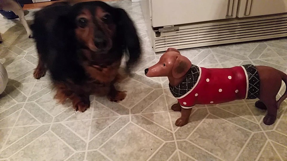 AngelsWithTails's tweet image. Stella's Christmas Collection.
Please support, HappyTails 
gofundme.com/happy-tails-st…
eBay ebay.com/itm/2226253546…
@Celeb_Dachshund
