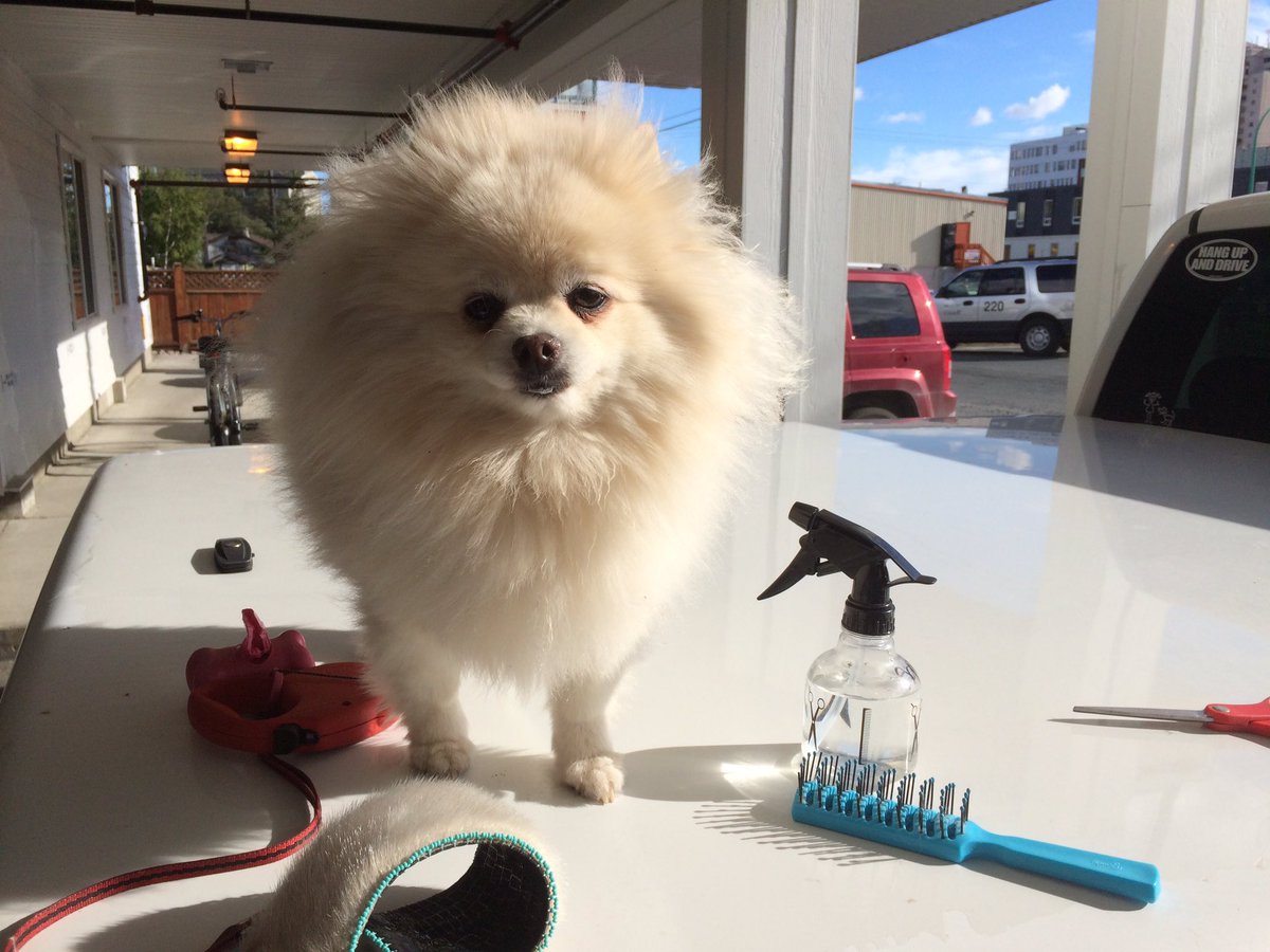 Inuk360's tweet photo. Gave my fur baby a Mohawk cut today. #squeesis https://t.co/nrySuyRvcG