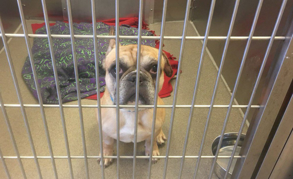 Denver animal shelter french bulldogs