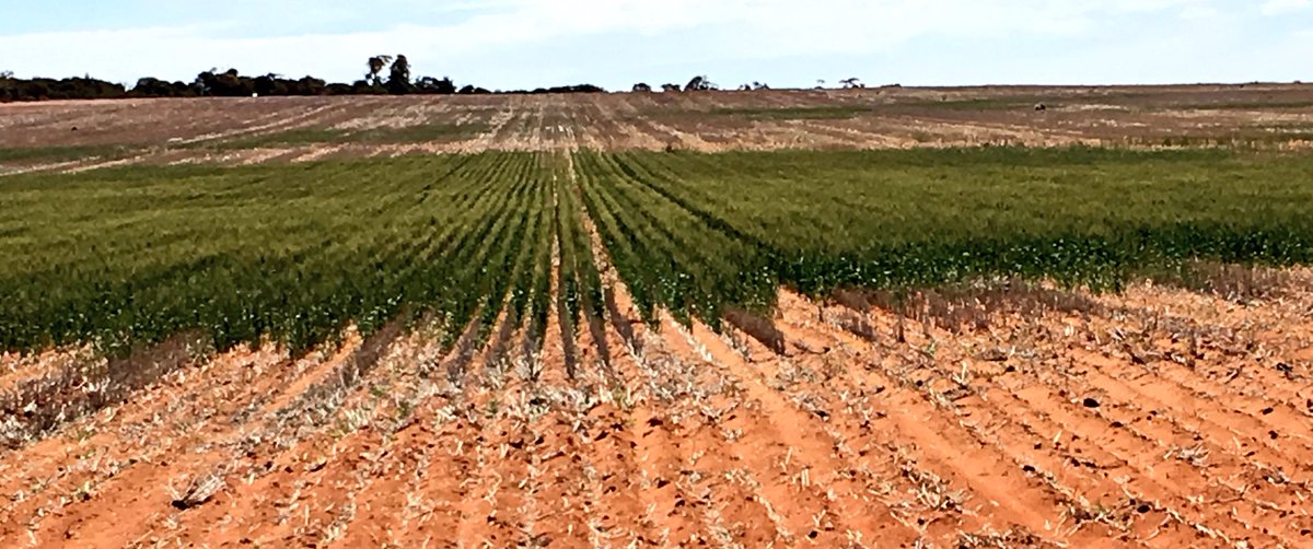 NoTillBill's tweet photo. Amazing #crop2017 rolls on - old contour bank in foregroud - gee it is hard to rehabilitate once it's cultivated! https://t.co/IUdBv3s2VB