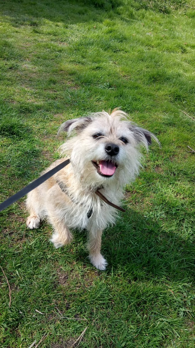 PawsomePet's tweet photo. Enjoying the bank holiday sunshine ☀☀☀🐕 #Pawsome #DogWalking #MiltonKeynes #BankHolidayWeekend https://t.co/MIBvN2fNda