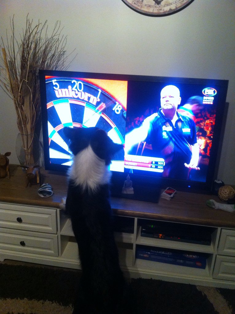 ashdumers's tweet photo. Stella gets excited watching the Darts #PerthDartsMasters #180 https://t.co/m1nsCOhoqE