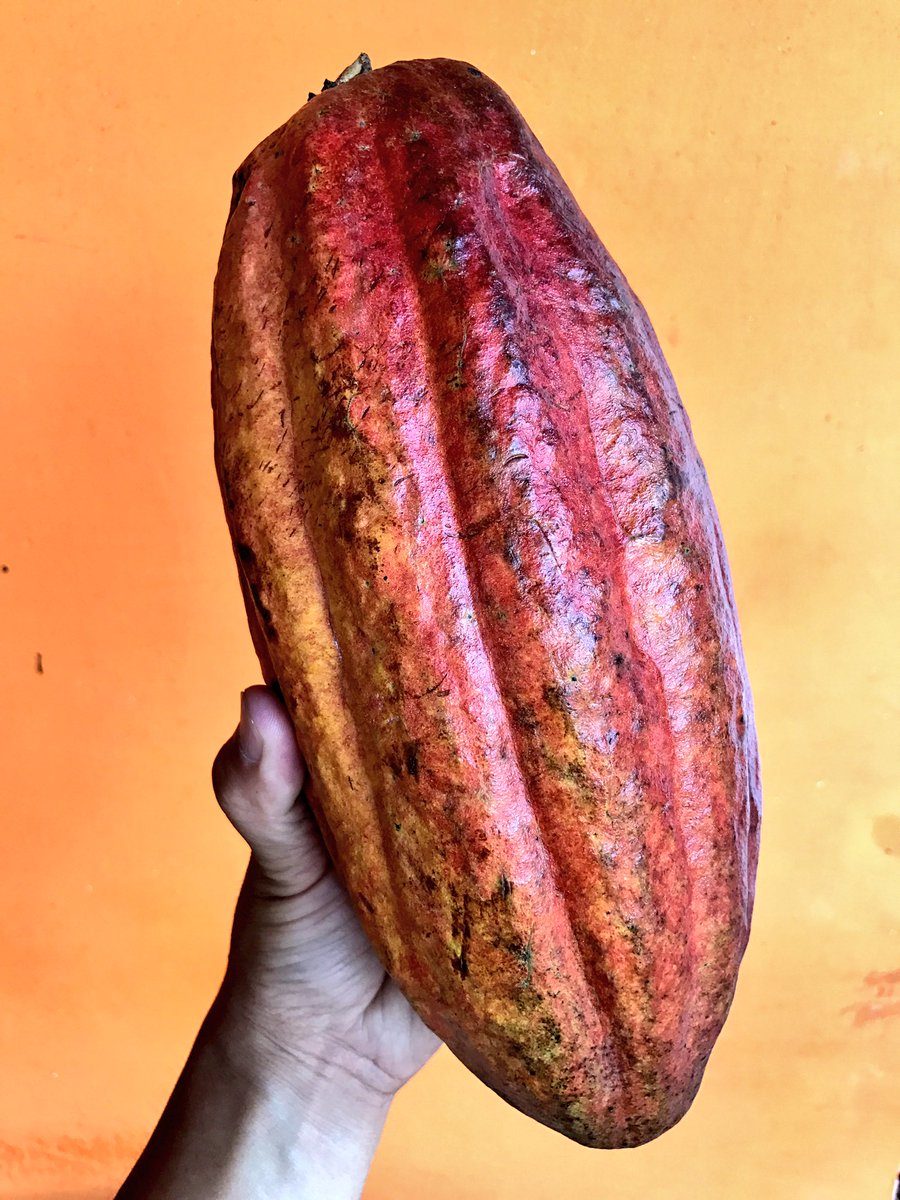 渋谷 敦志 Sur Twitter アメフトのボール大の完熟カカオポッドをいただいた 中にパルプという白い果肉に包まれたカカオ豆が30 40粒入っています それを発酵 乾燥させる作業を毎日見ていると チョコ作りは農業なんだという認識に変わる 口に入れるものだから