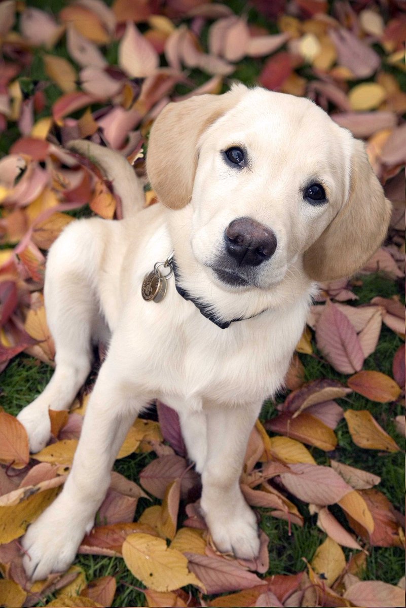 guidedogsmeon's tweet photo. We are looking for #volunteers for our brand new branch.  Interested? Please DM if in #waterlooville #horndean #meonvalley #alton #alresford https://t.co/fkDDt5ueqz