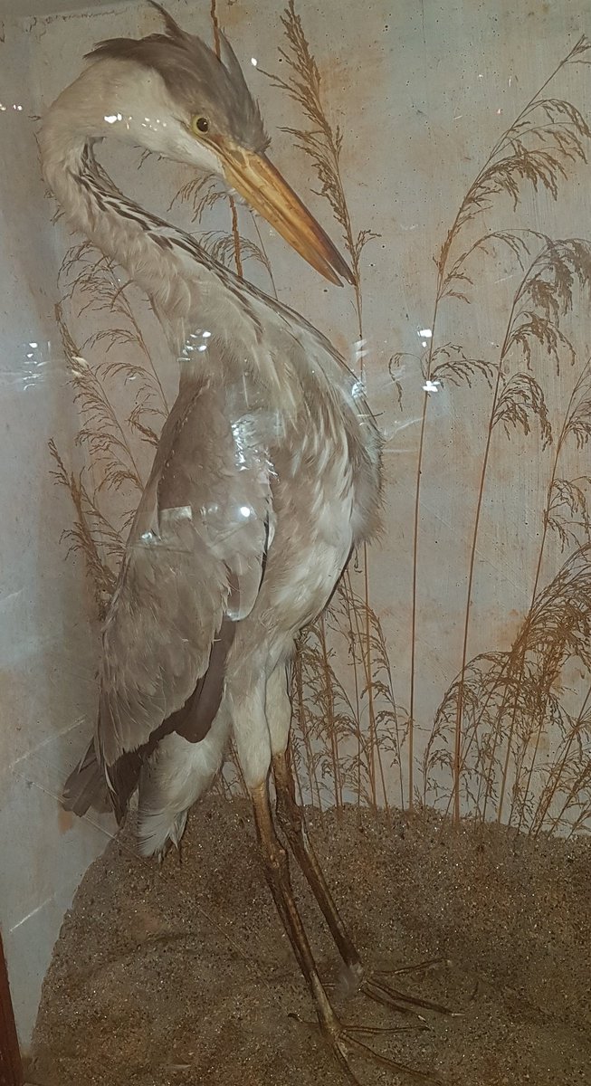 Not my sort of thing but some like it! Antique Victorian Taxidermy in tomorrows sale <a href="/criterionn1/">Criterion Auctions</a>