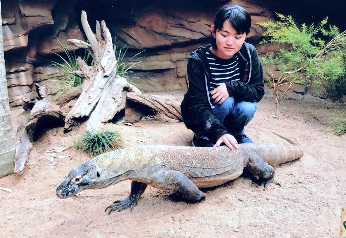 KBromeliads's tweet photo. オーストラリアズー🇦🇺のコモドドラゴン 
コモドオオトカゲ Varanus komodoensis
#australiazoo 
#varanus 
#varanuskeeper 
#varanuskomodoensis https://t.co/VaI82IwoVf