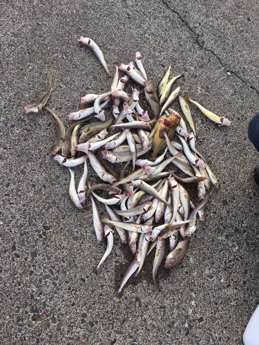 ogchann's tweet photo. 釣り行ってきたわ〜(釣り過ぎ
1時間でコマイ100匹笑 これ美味いんだよなぁ https://t.co/rTOFYTNu05