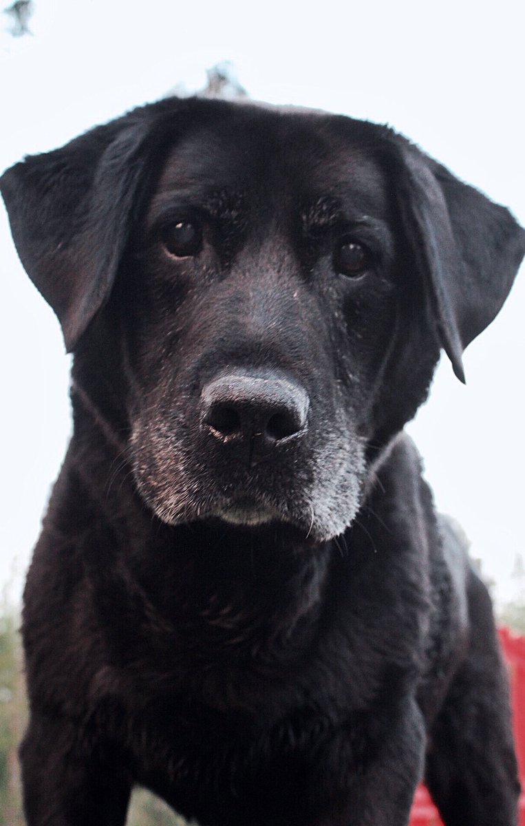 paytondoug's tweet photo. Meet my boy, Joe https://t.co/b1viZqPTFh