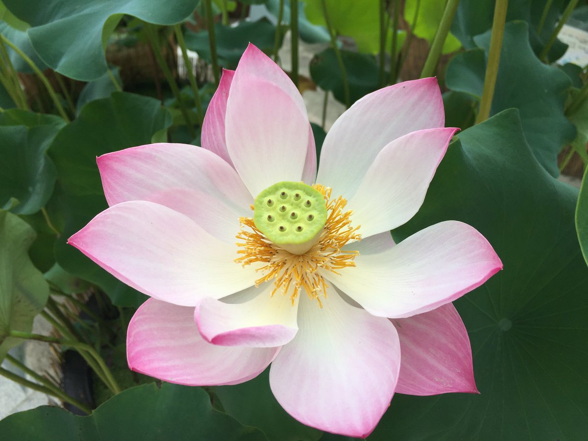 AcademyBuddhist's tweet photo. 오늘 #봉은사 에서 찍은 #연꽃 #사진 입니다. 
활짝 웃고 있네요. 아름답습니다. https://t.co/wk0qSo4RPg