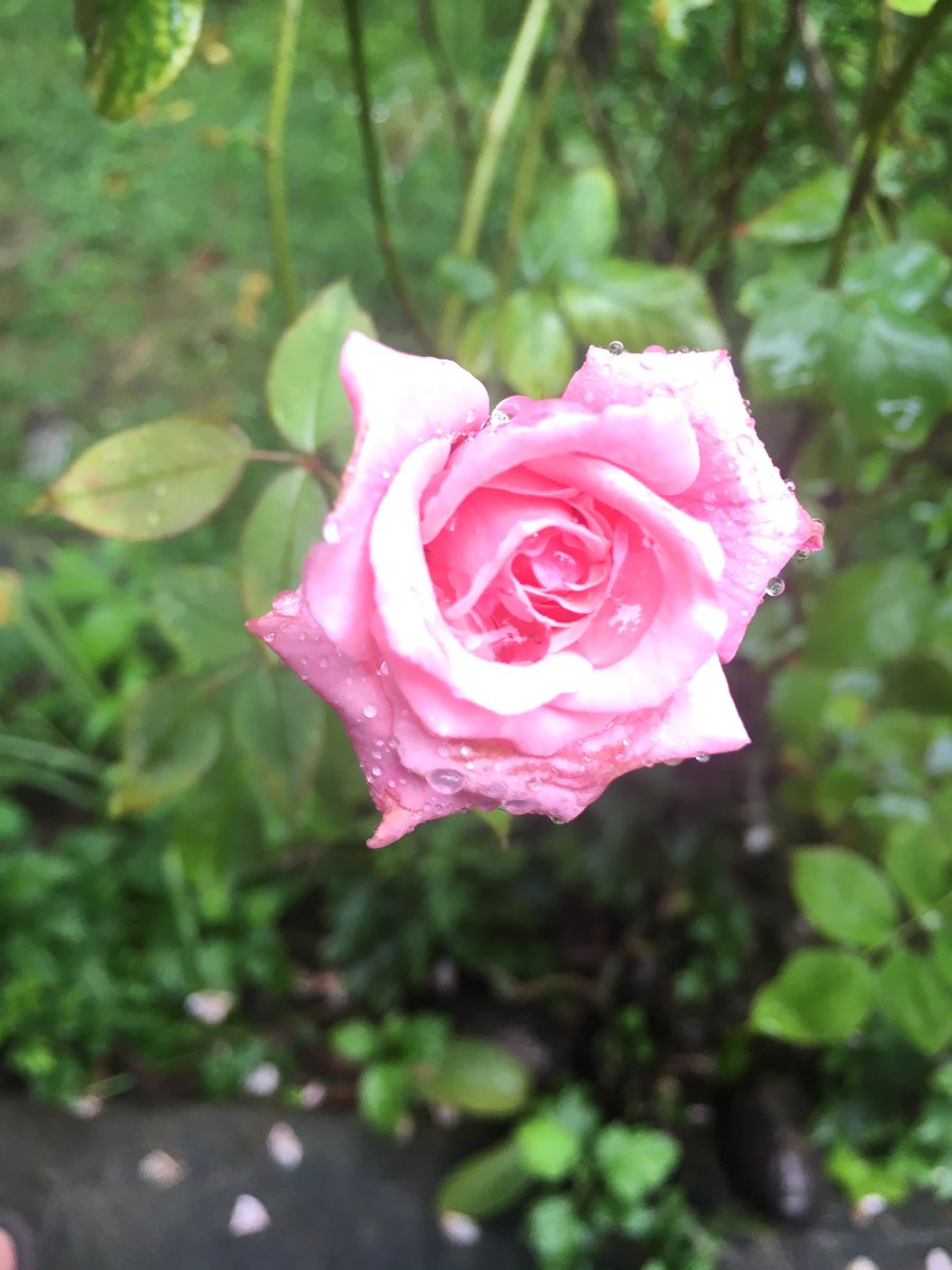 su4nil's tweet photo. Rose in rain...#mypic #iPhone6S #rainpic https://t.co/5zaS22uvoY