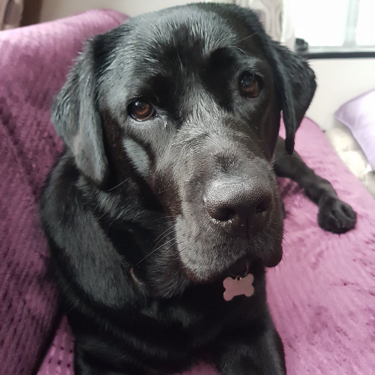 GrumpyDogCindy's tweet photo. #Labrador #blacklabrador #grumpydogcindy #dogs https://t.co/hkx7JOSAWH