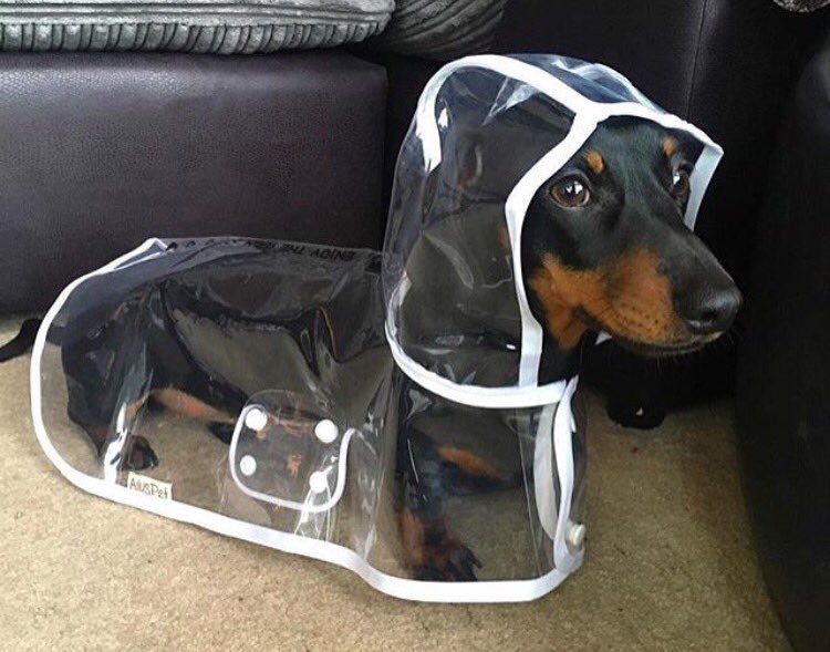 mr_clark's tweet photo. New pitch: Blade Runner but cast entirely with dachshunds https://t.co/Smc6g20T2m