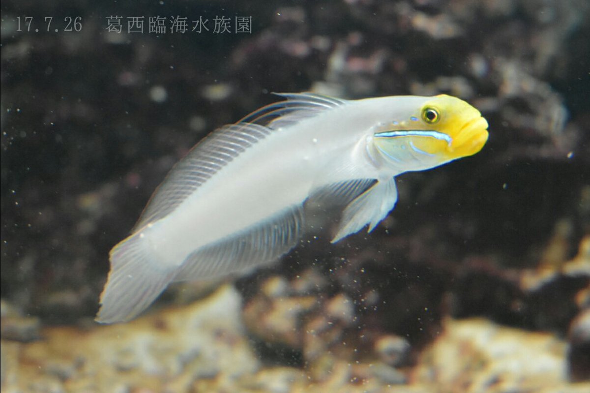 日本の海水魚bot アカハチハゼ ハゼ科 自 水 南方系のハゼの仲間 夫婦でいることが多く 繁殖期のオスは巣穴の入り口にサンゴ片や小石を積み上げる習性がある 食事の際は食べた砂から餌をこしとって排出する様子が観察できる T Co