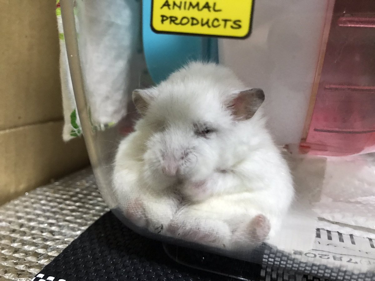 pretty_choro's tweet photo. 私をいつも笑顔にしてくれる
わたちゃん🐾
わさお🐶ならぬ わたお🐭
可愛すぎる♡親バカww https://t.co/ureEkw1inz