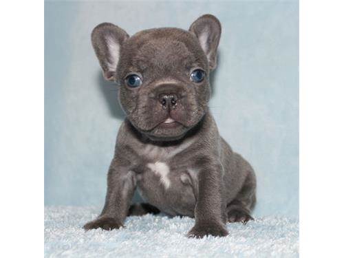 SELLMYSTUFF_'s tweet photo. Mini Blue French Bulldog Puppy https://t.co/CbngYtnIxd #MayweathervMcgregor @TheNotoriousMMA #SELLMYSTUFF https://t.co/BNhDY4AChO