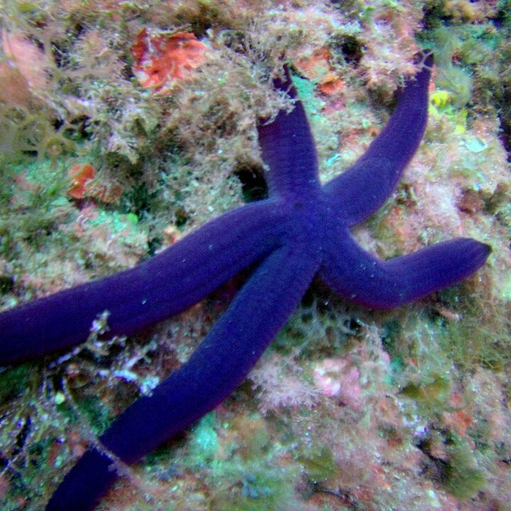 apenfiel's tweet photo. La Azohía alberga numerosos tesoros submarinos que tan solo necesitan ser descubiertos. #Buceo #Rivemar https://t.co/0G8fuoQ79H